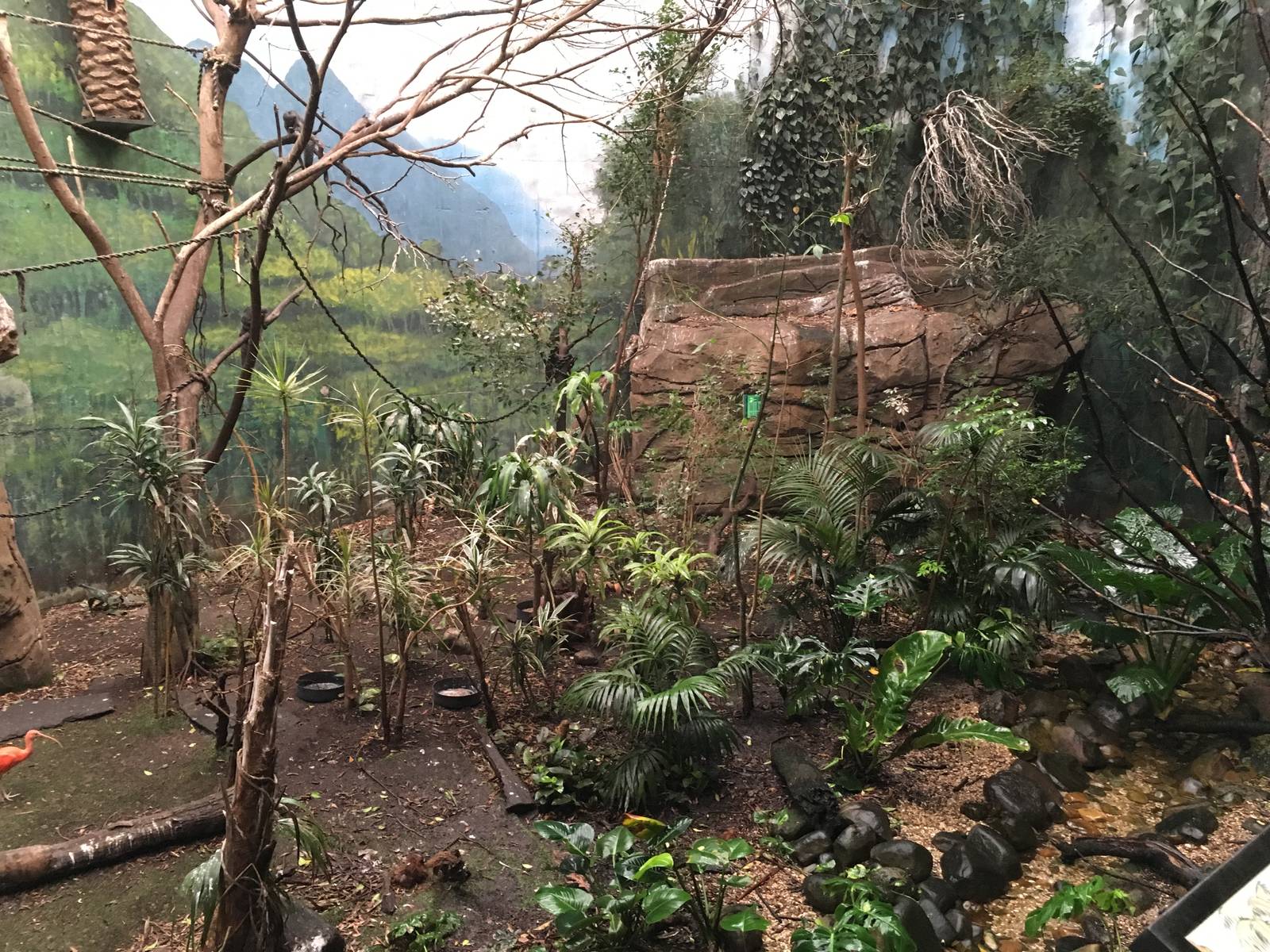 Jungle exhibit 140216