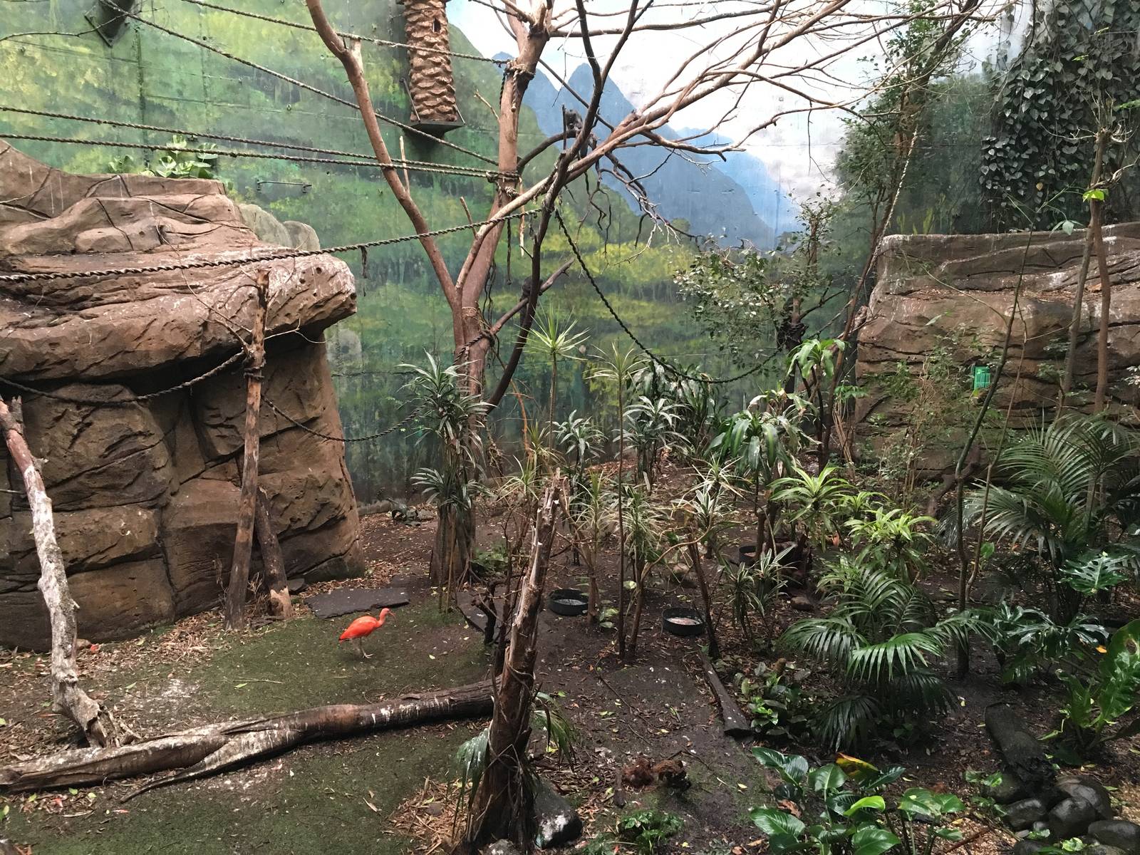 Jungle exhibit 140216