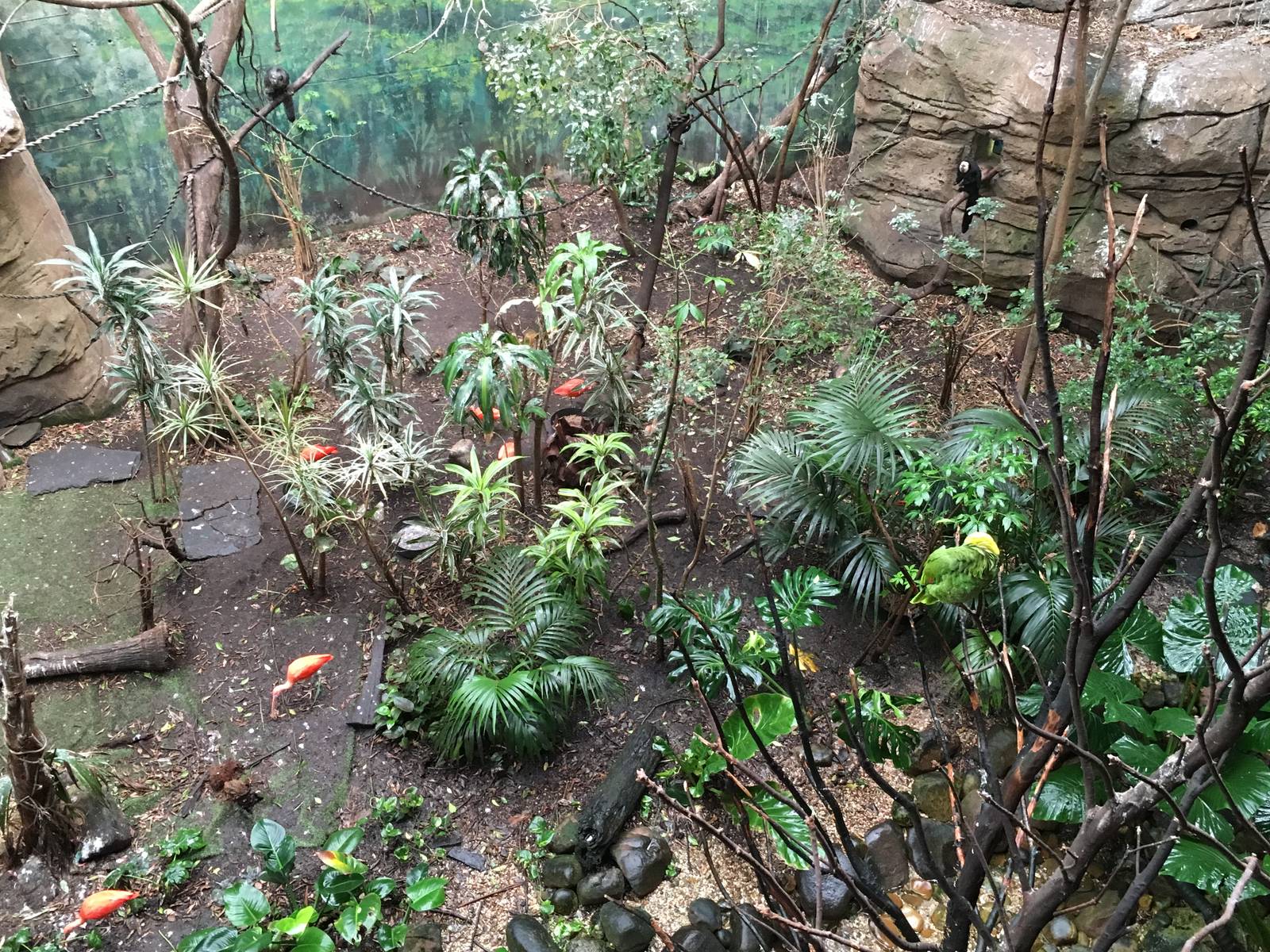 Jungle exhibit 140216