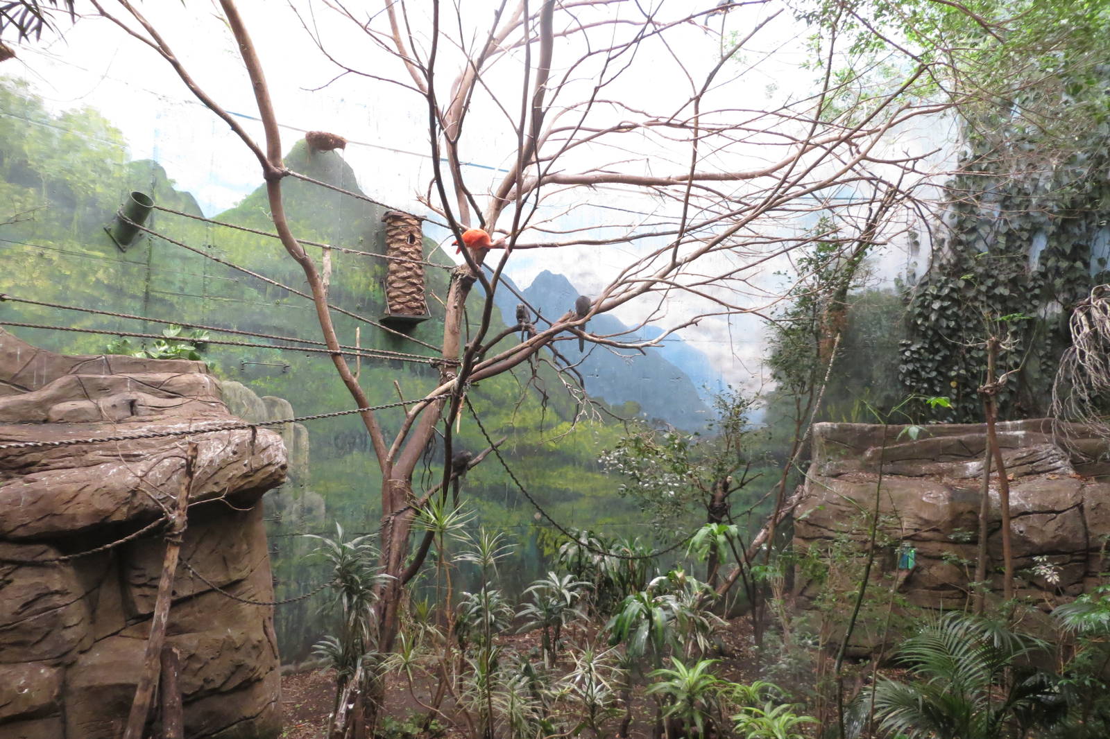 Jungle exhibit 140216