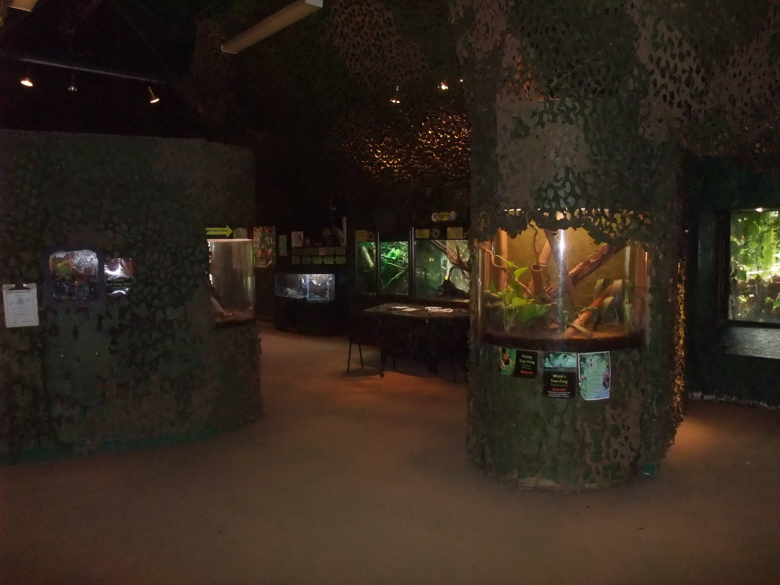 Jungle Floor at the Palms: Final Visit, 08/08/10