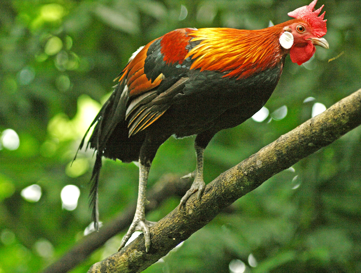 Jungle fowl