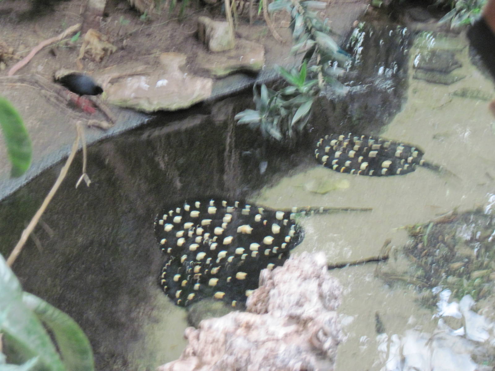Jungle-Freshwater Stingray Pool