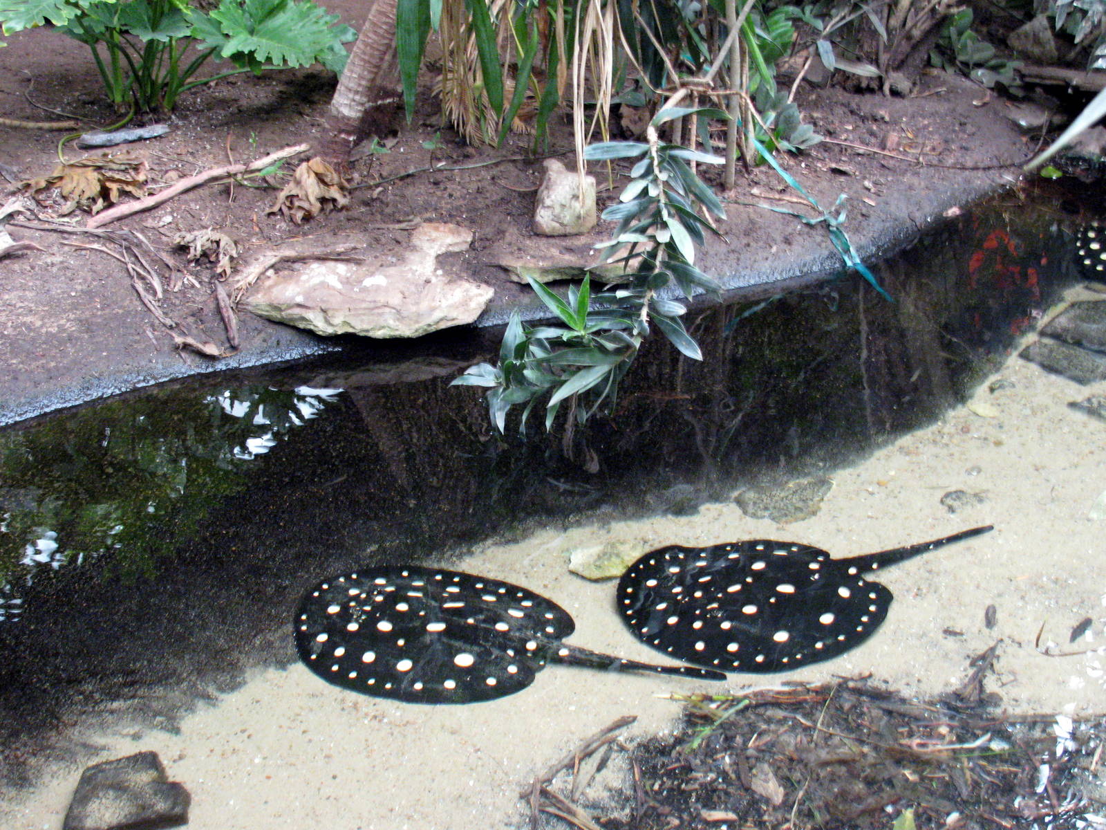 Jungle-Freshwater Stingrays