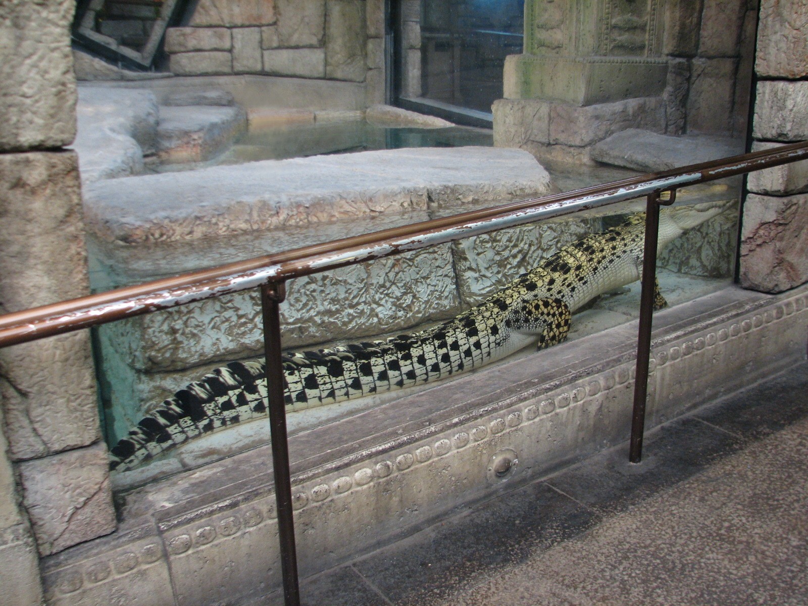 Jungle - Golden Crocodile Exhibit
