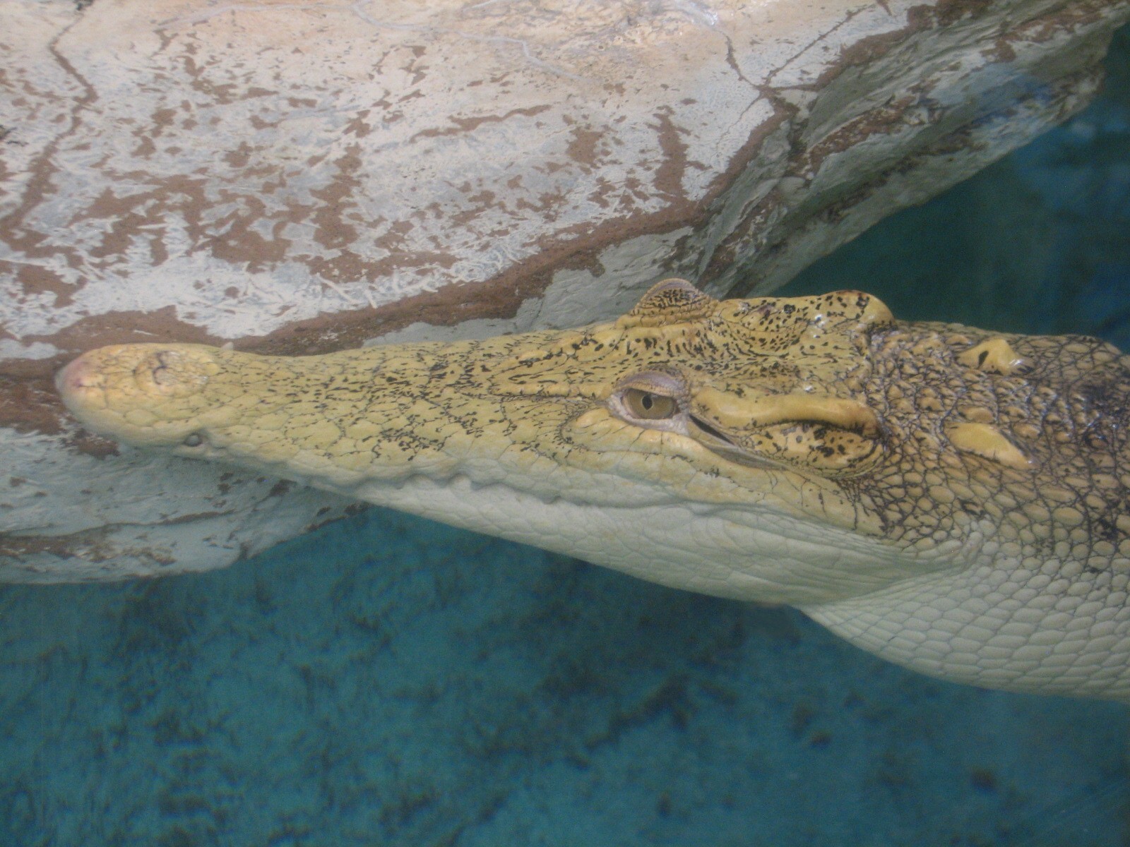 Jungle - Golden Crocodile Exhibit