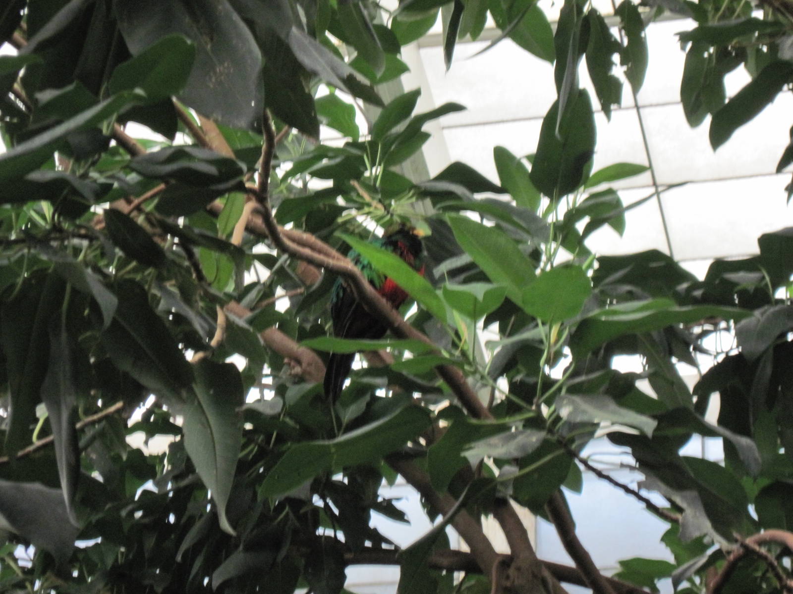 Jungle-Golden-headed Quetzal