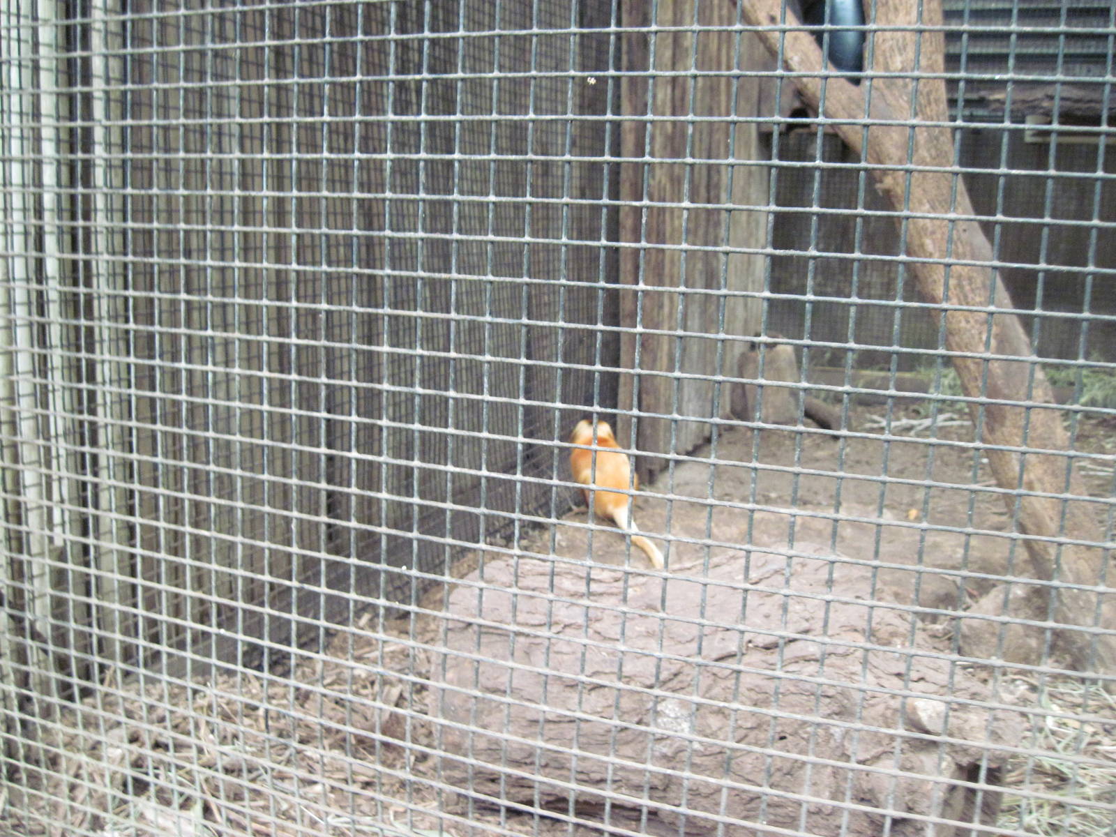 Jungle-Golden Lion Tamarin