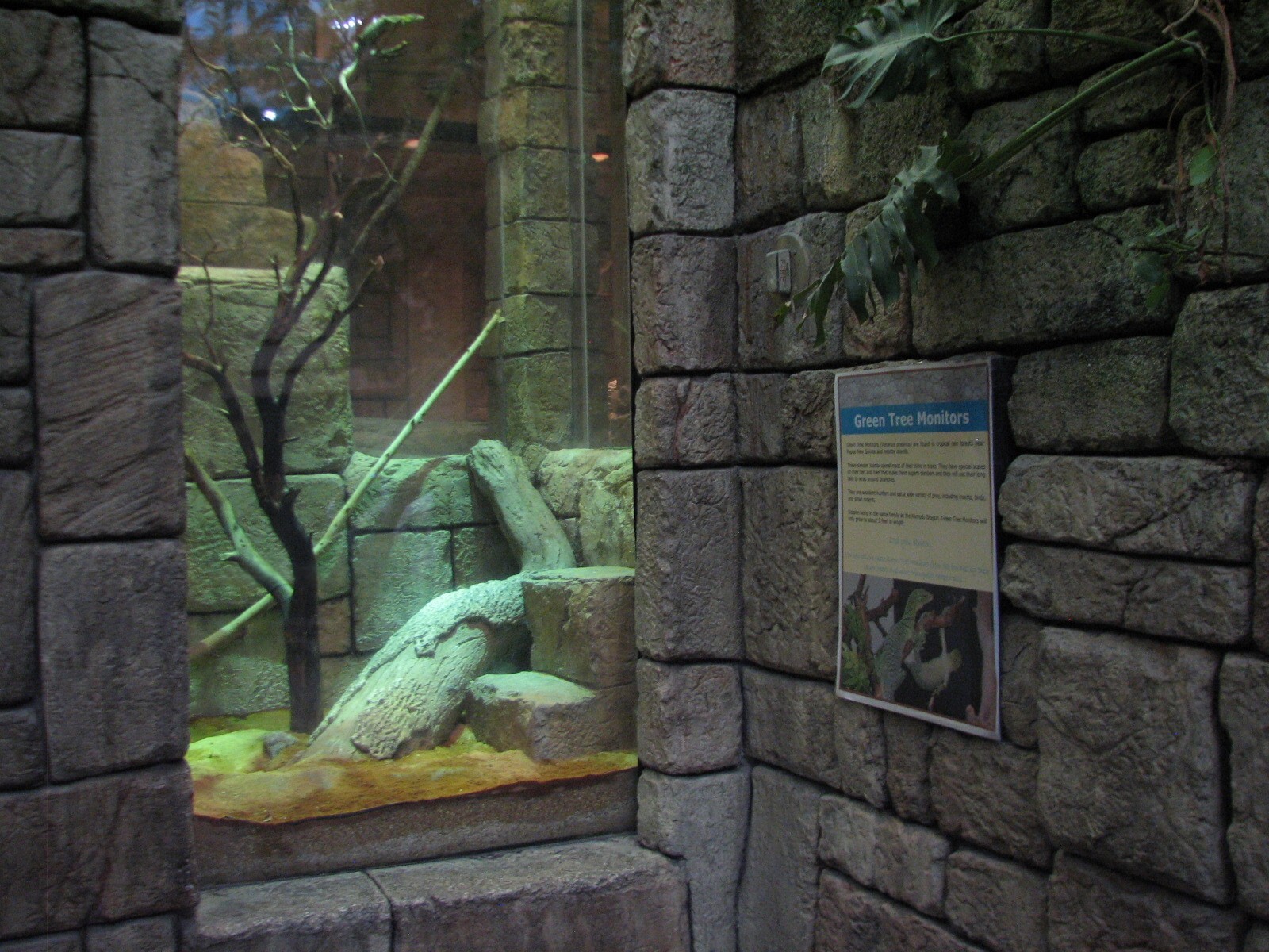 Jungle - Green Tree Monitor Exhibit