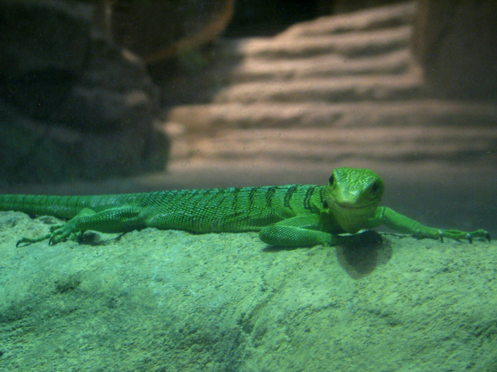 Jungle - Green Tree Monitor Exhibit