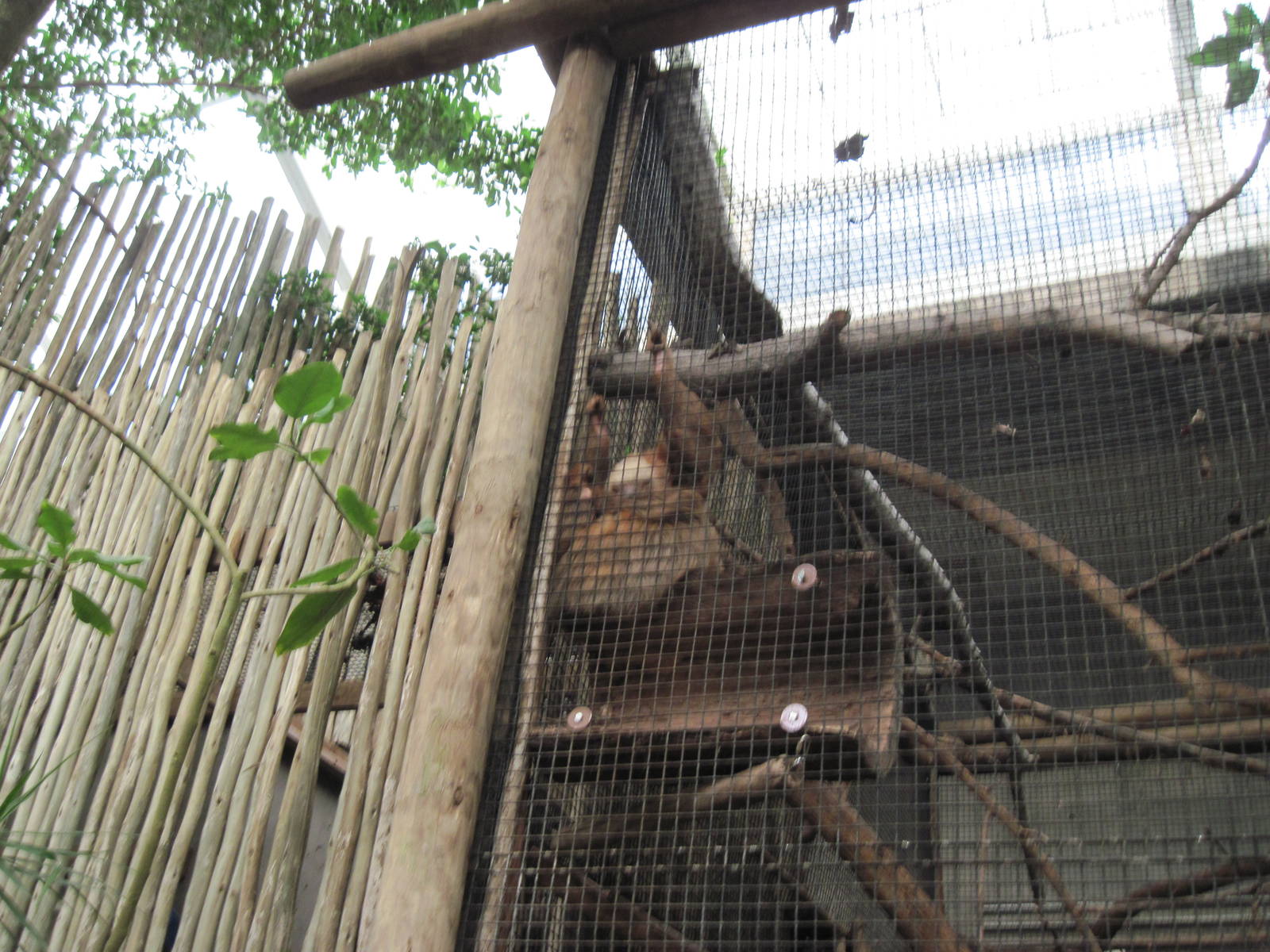Jungle-Hoffman's Two-toed Sloth