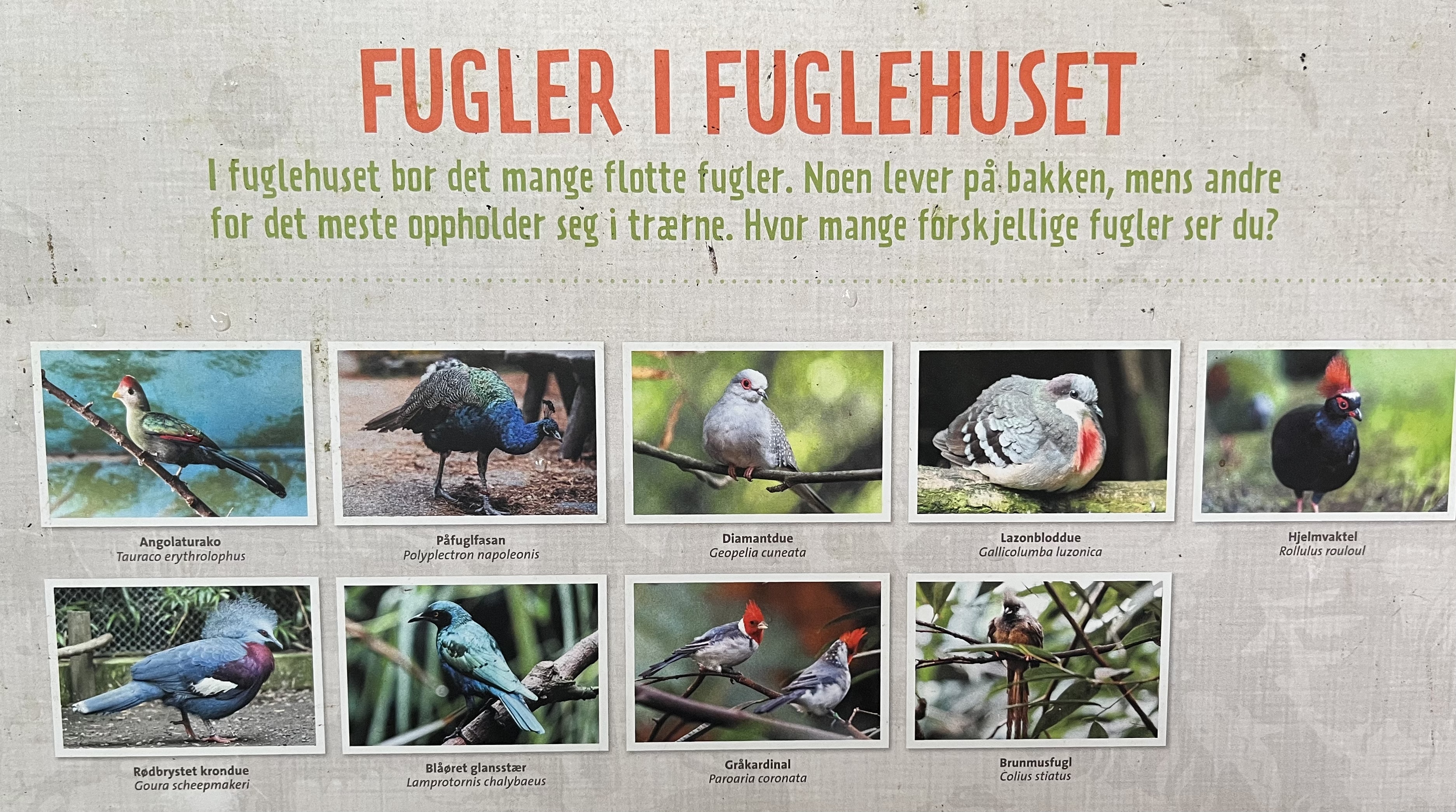 Jungle House - free flying birds