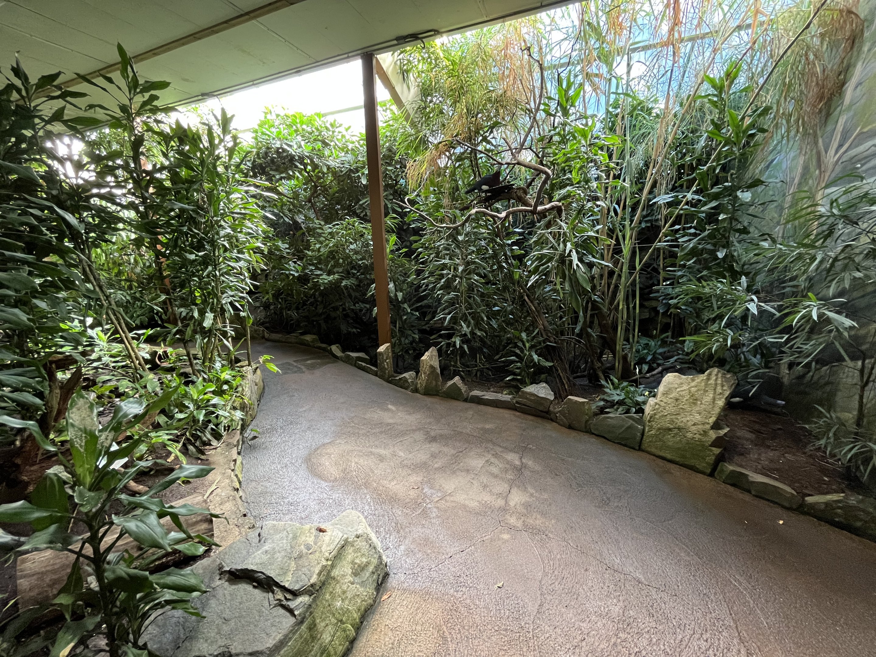Jungle House - pathway
