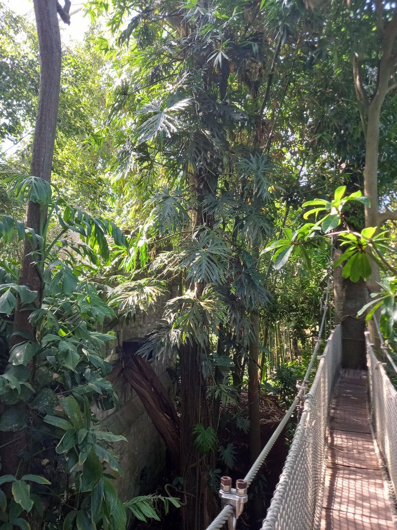 Jungle in Yucatan (tropical house)