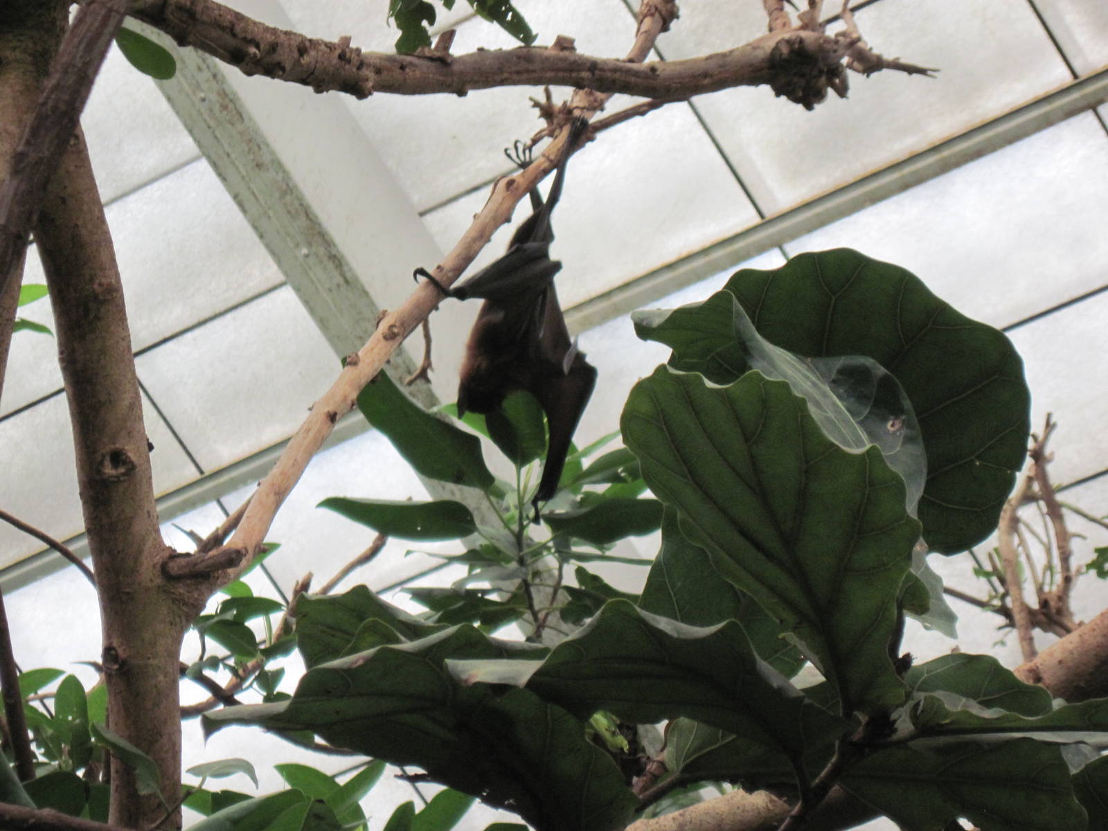 Jungle-Indian Flying Fox