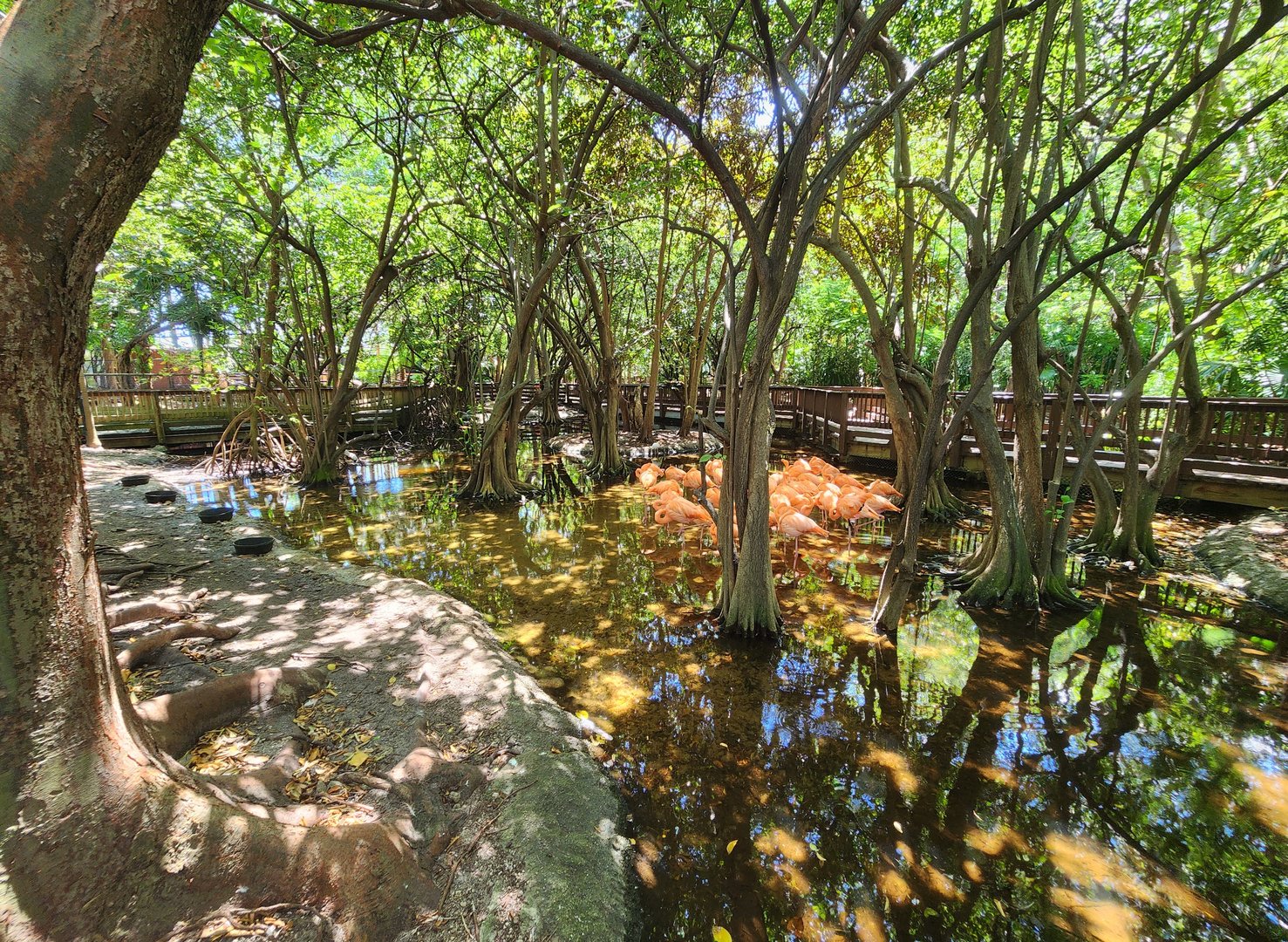 Jungle Island - American Flamingo pond