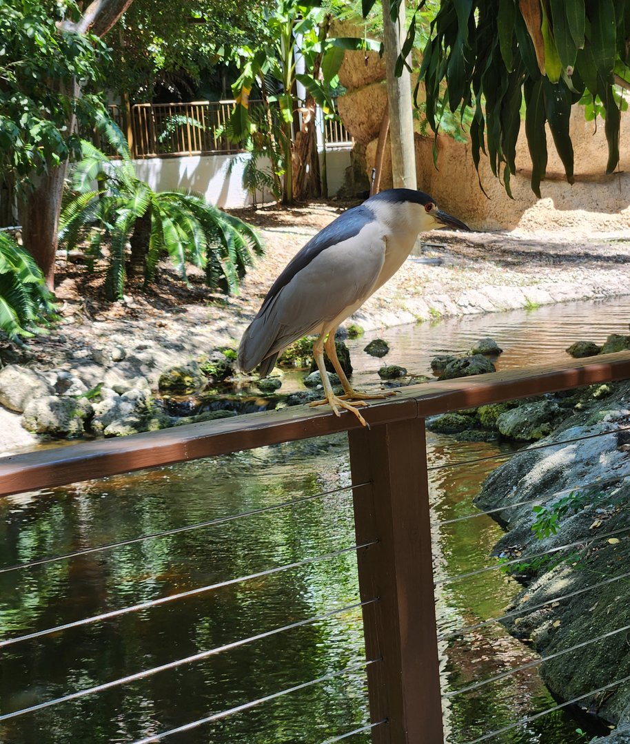Jungle Island - Black-crowned Night Heron (Wild)
