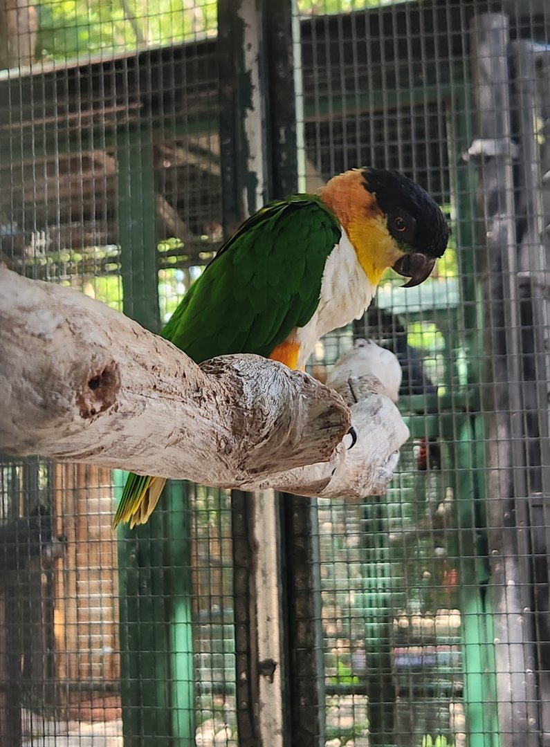Jungle Island - Black-headed Parrot
