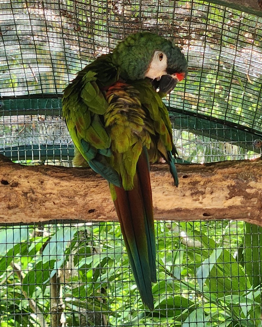 Jungle Island - Blue-winged Macaw