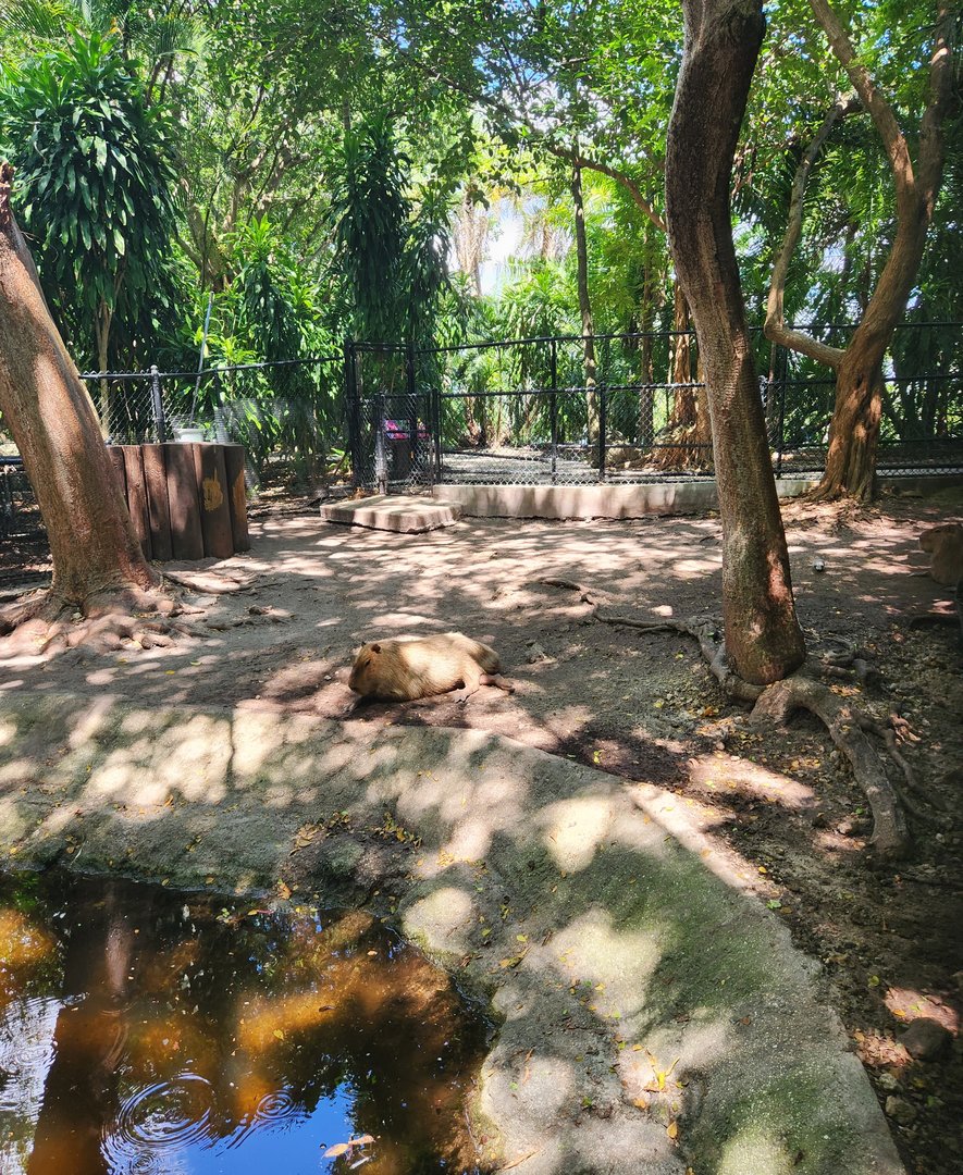 Jungle Island - Capybara exhibit