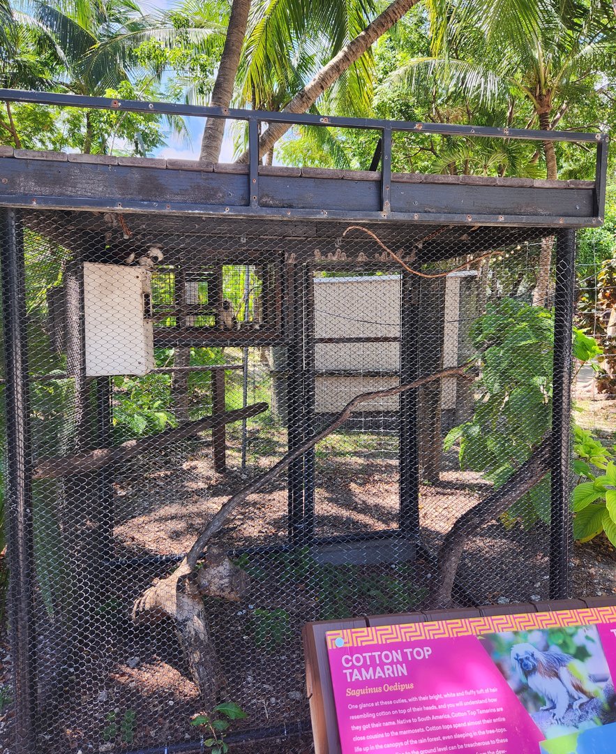 Jungle Island - Cottontop Tamarin enclosure