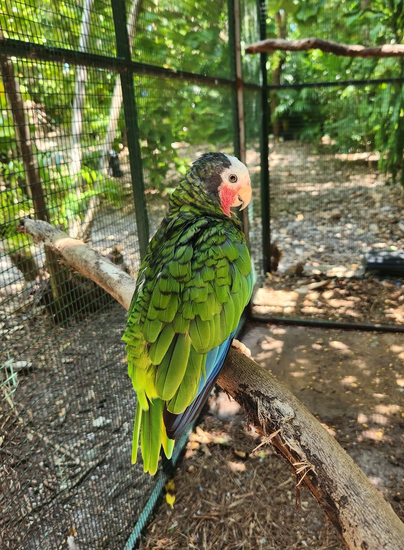 Jungle Island - Cuban Amazon