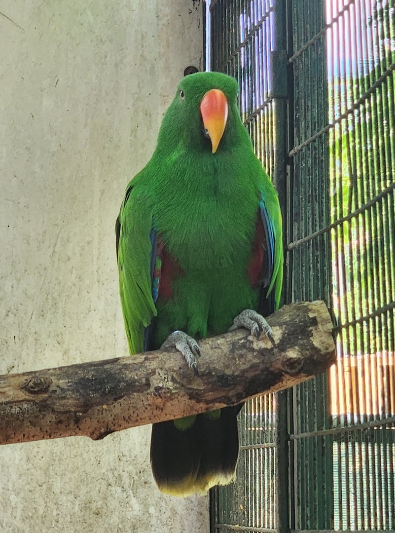 Jungle Island - Eclectus Parrot