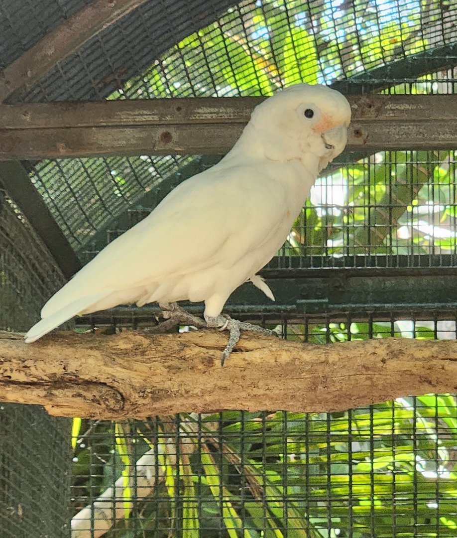 Jungle Island - Goffin's Corella