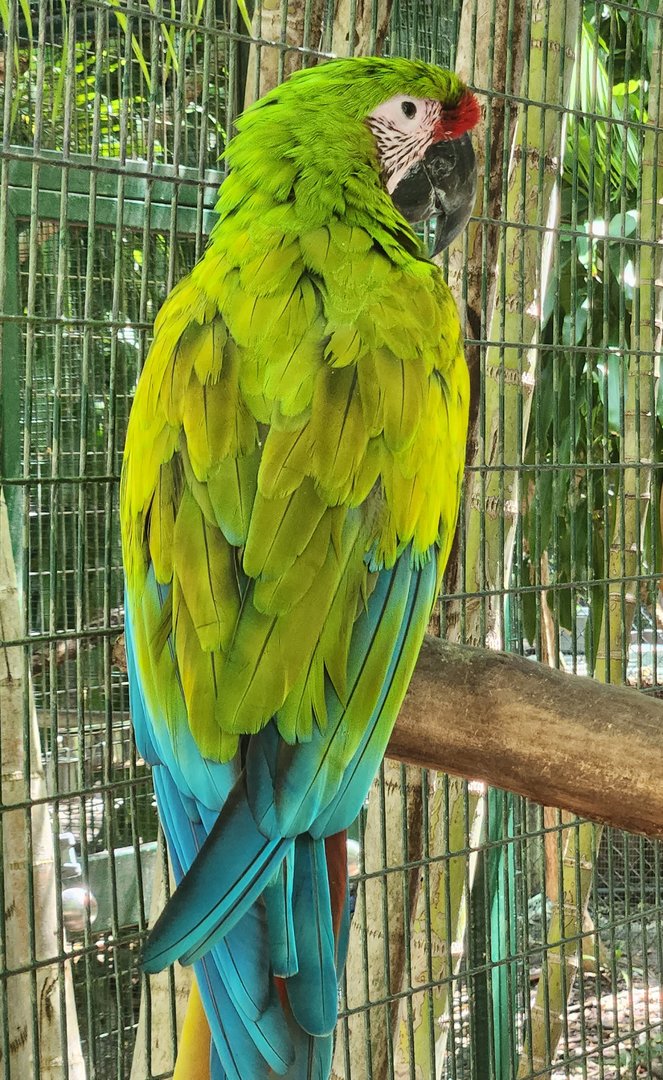 Jungle Island - Great Green Macaw