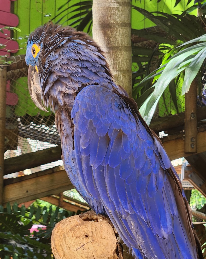Jungle Island - Hyacinth Macaw