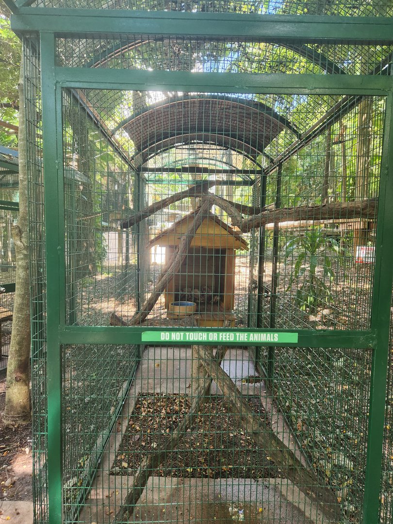 Jungle Island - Kinkajou exhibit