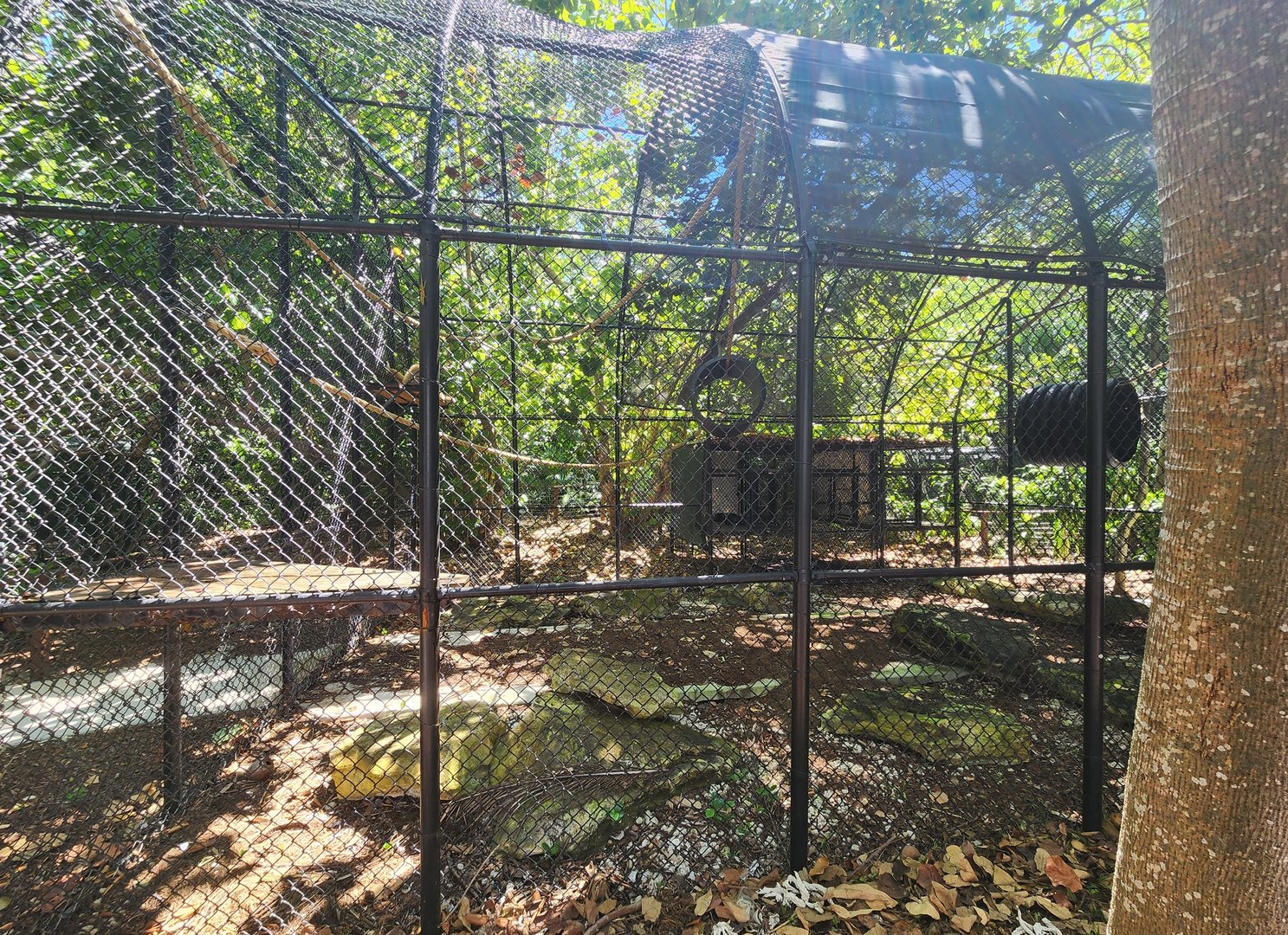 Jungle Island - Lar Gibbon enclosure