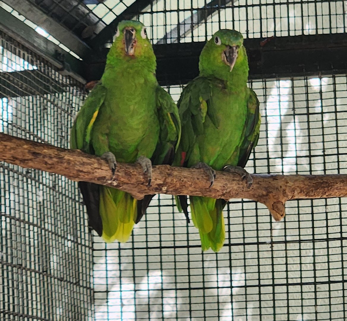 Jungle Island - Mealy Amazon