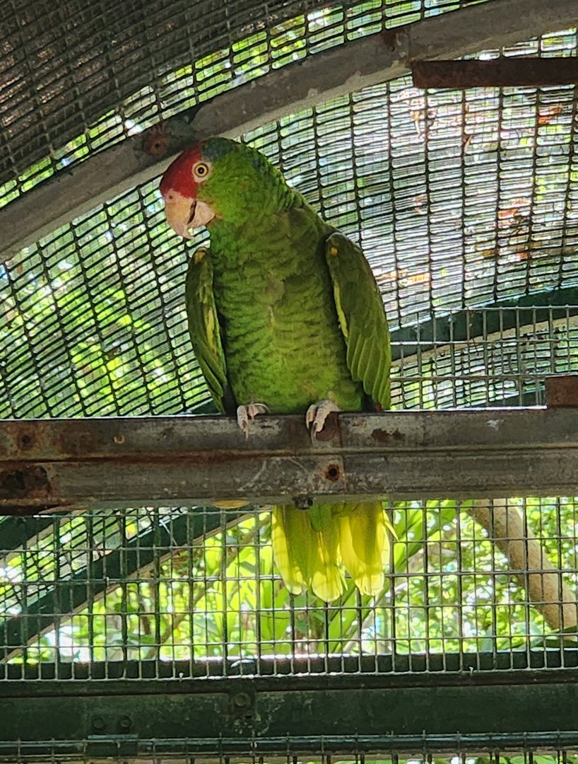 Jungle Island - Red-crowned Amazon