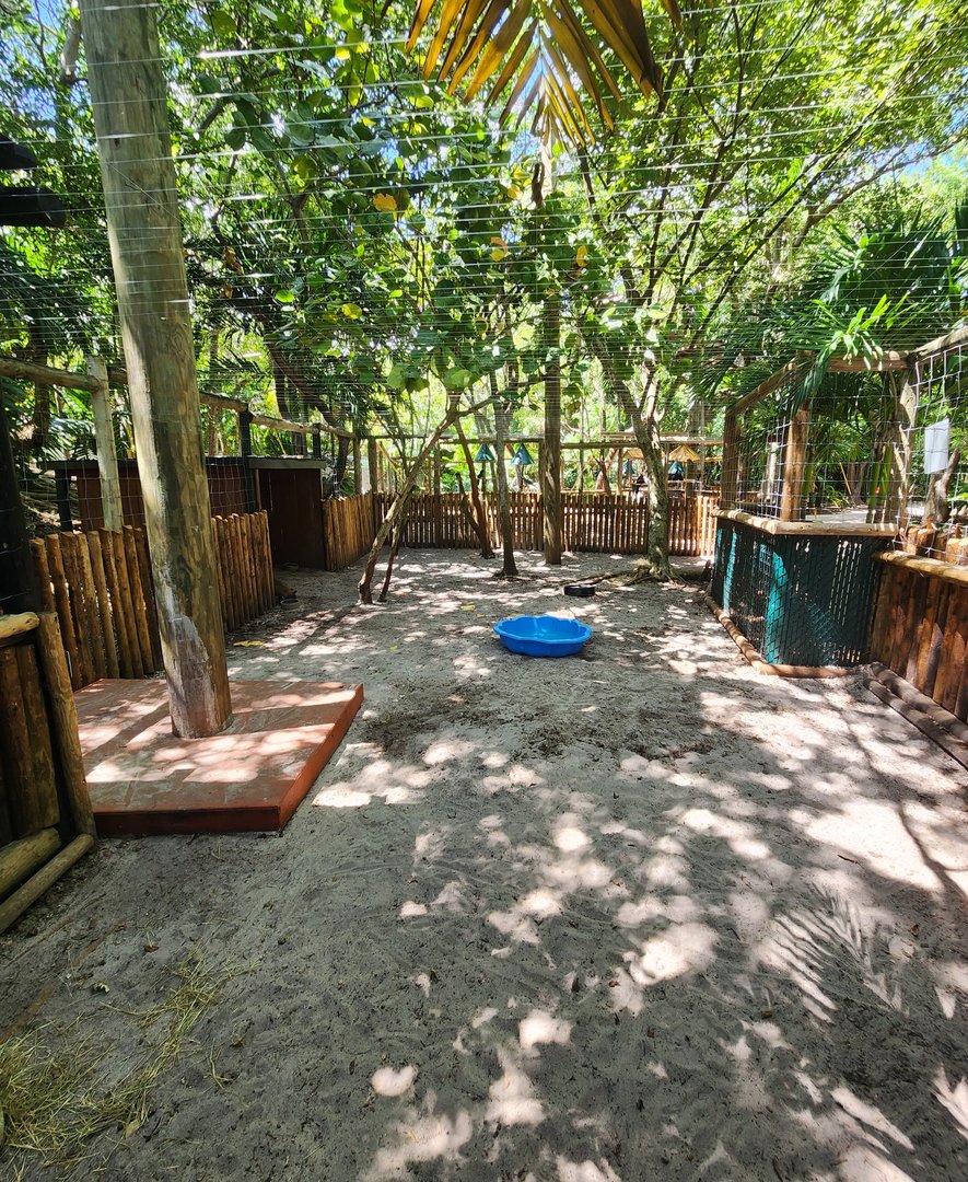 Jungle Island - Red-necked Wallaby exhibit
