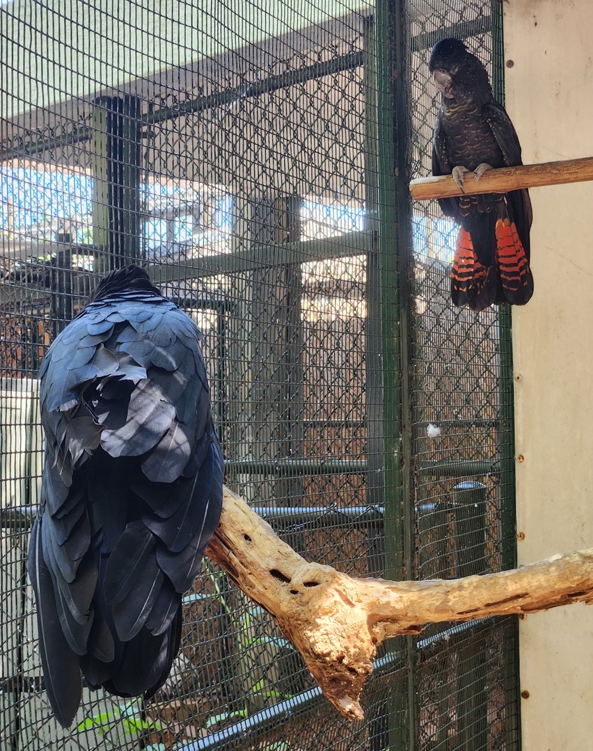 Jungle Island - Red-tailed Black Cockatoos