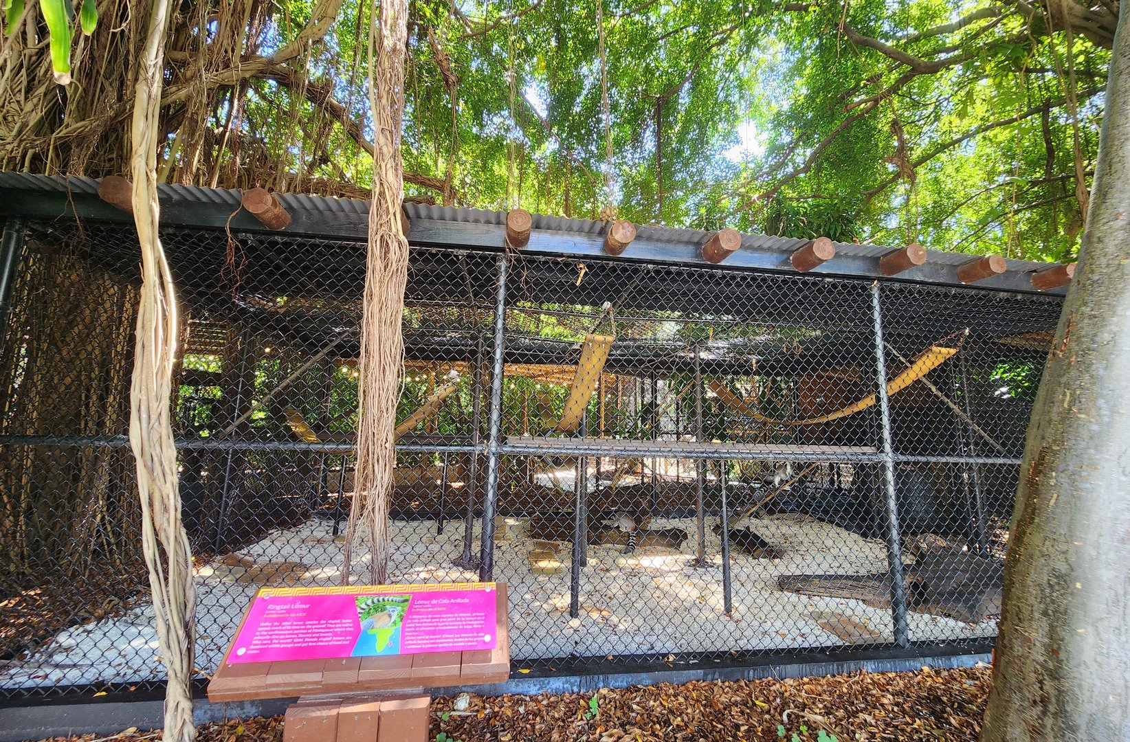 Jungle Island - Ringtail Lemur enclosure