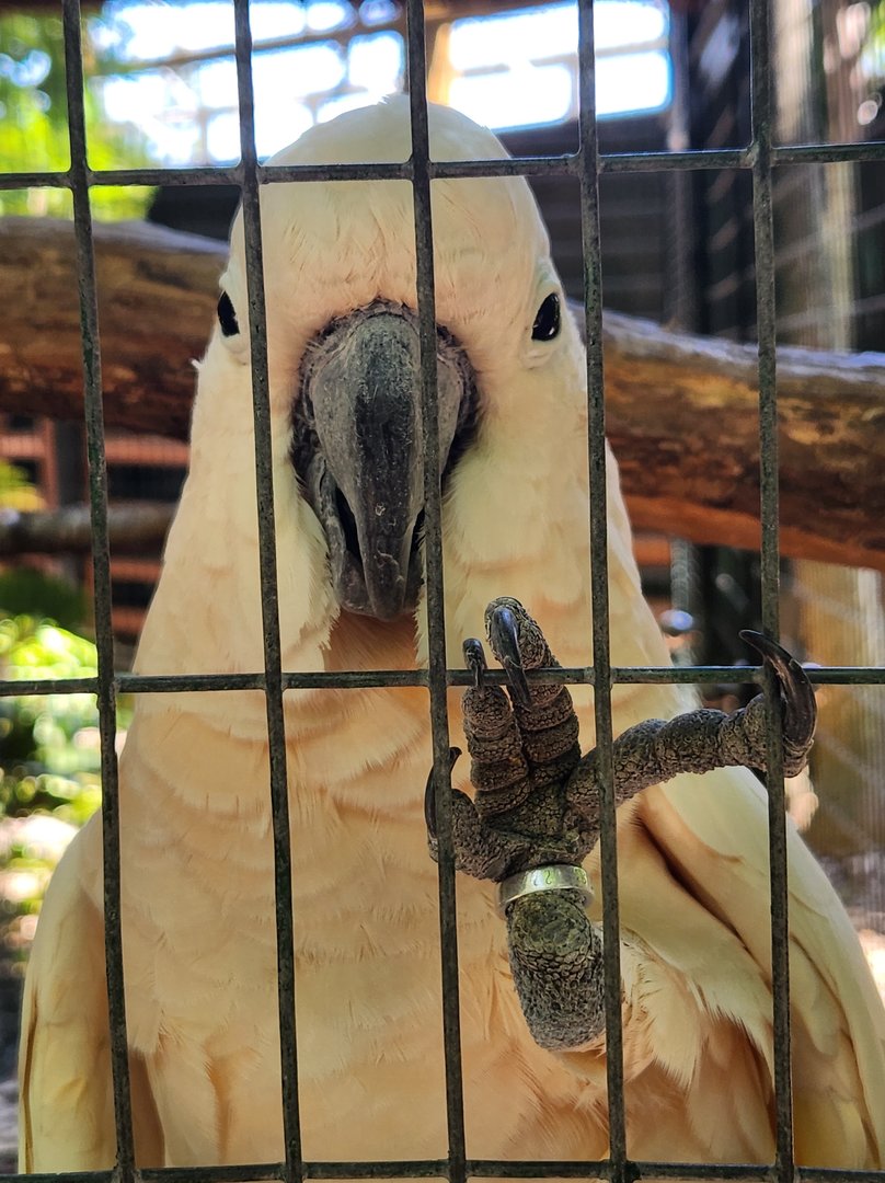 Jungle Island - Salmon-crested Cockatoo