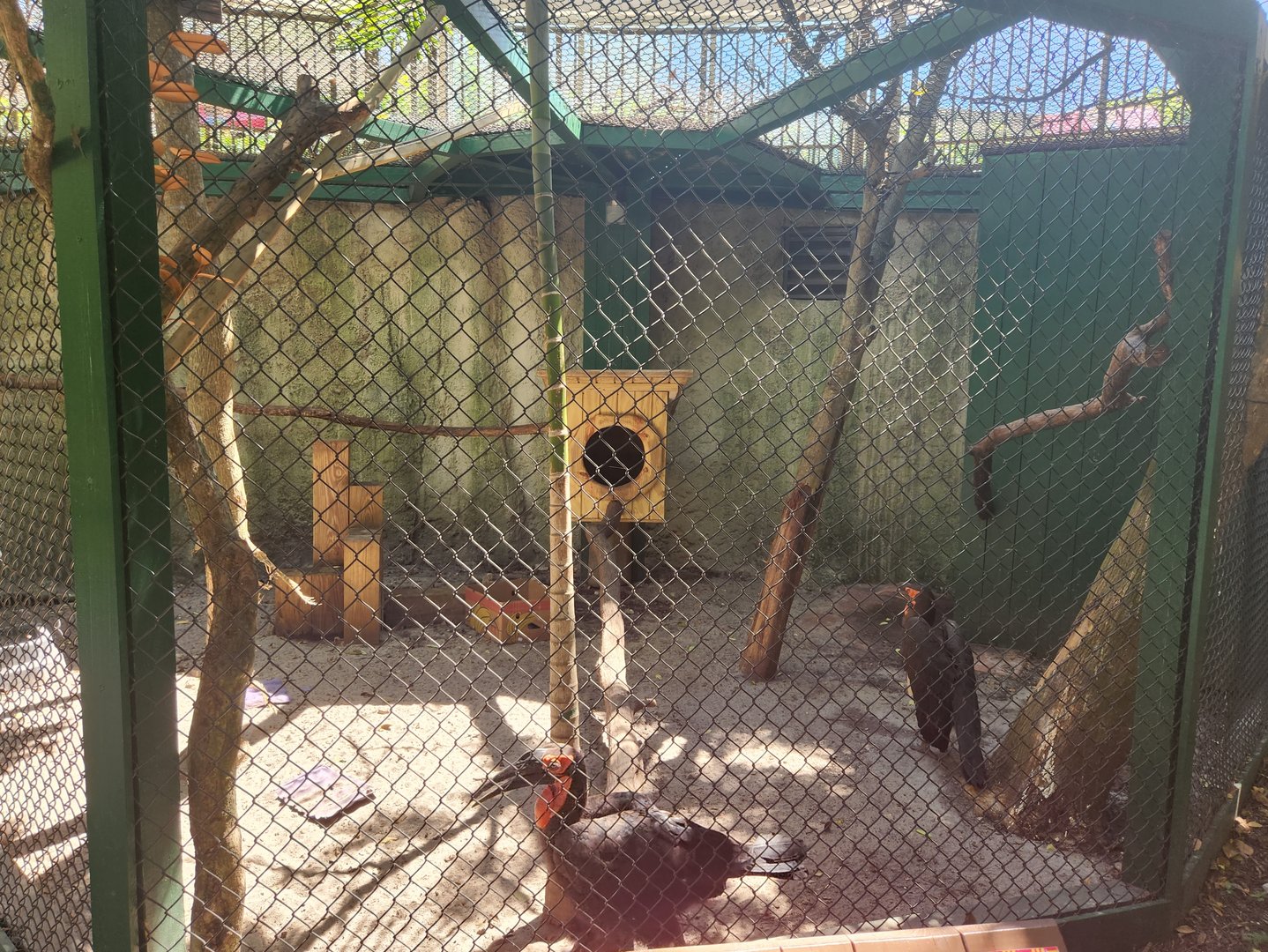 Jungle Island - Southern Ground Hornbill + enclosure