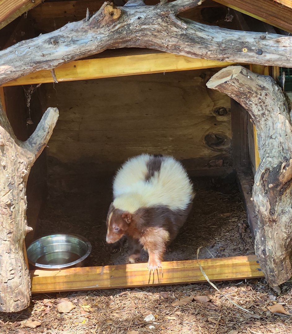 Jungle Island - Striped Skunk