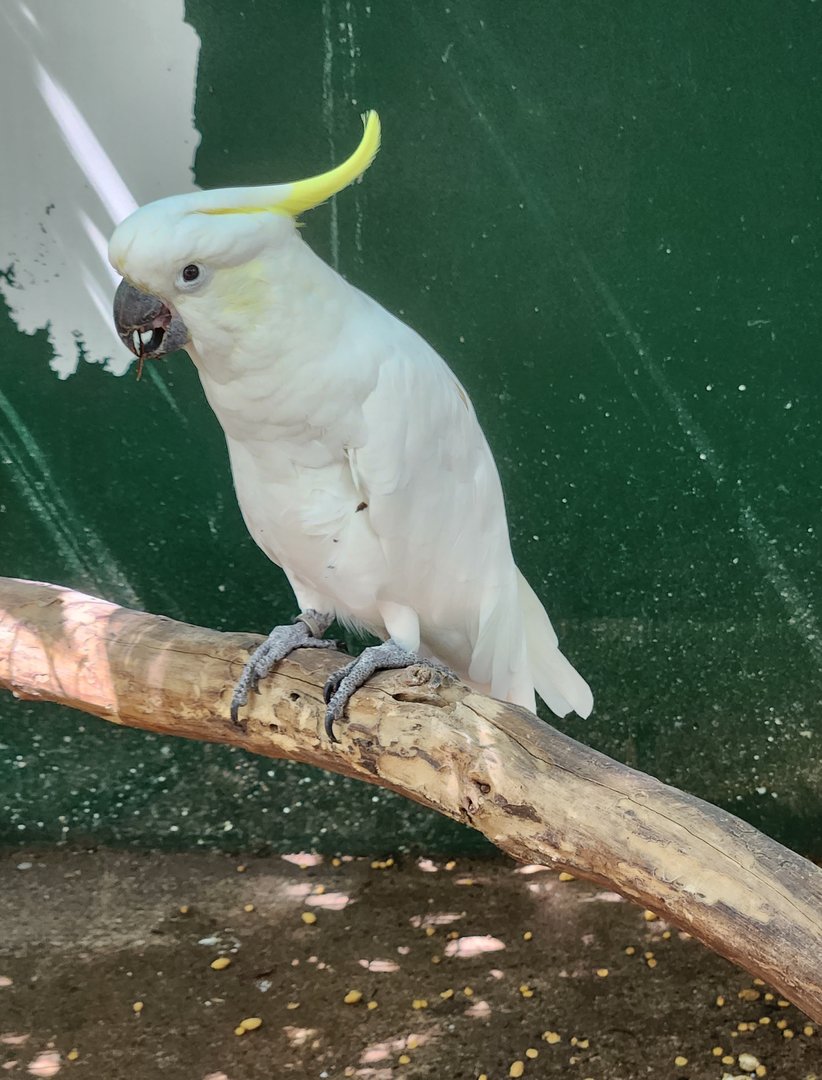 Jungle Island - Sulphur-crested Cockatoo