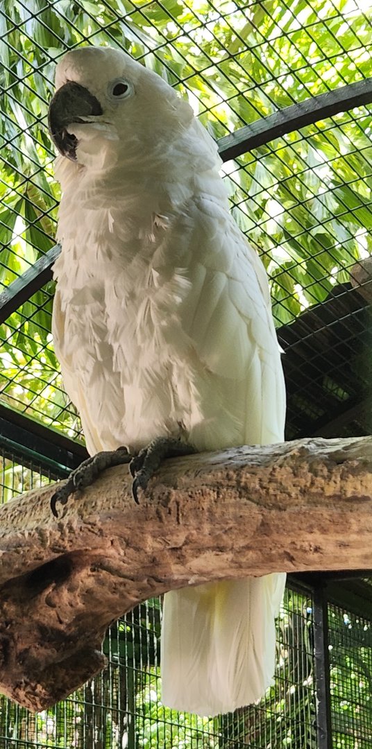 Jungle Island - White Cockatoo