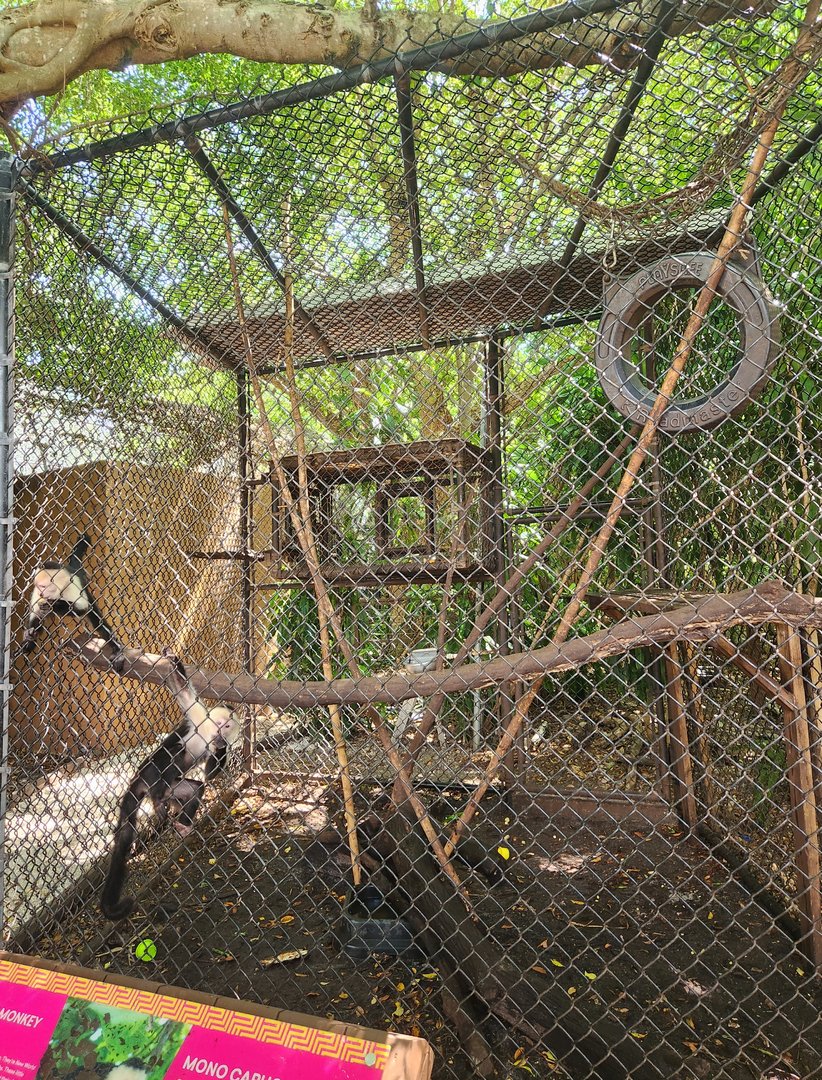 Jungle Island - White-headed Capuchin enclosure