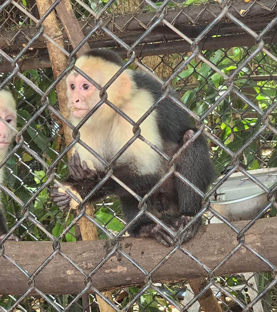 Jungle Island - White-headed Capuchin