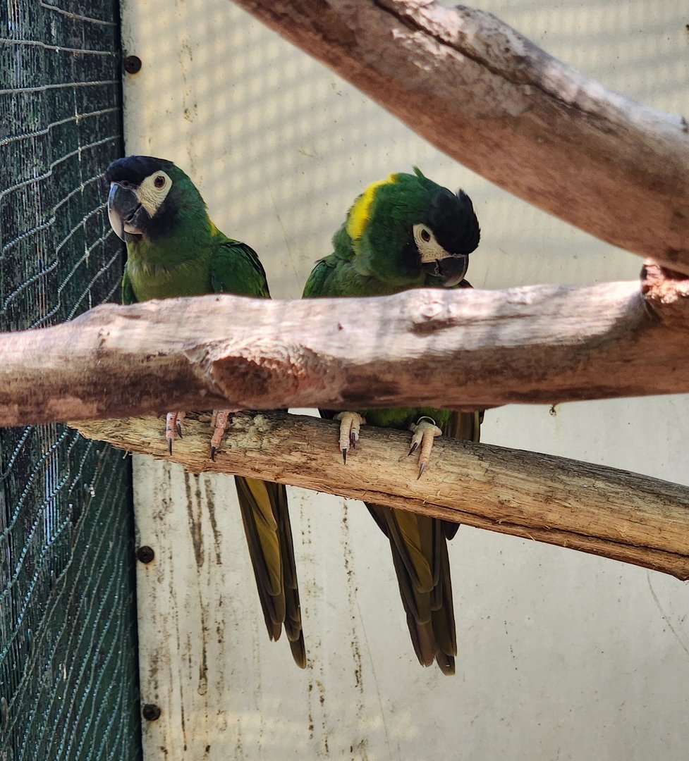 Jungle Island - Yellow-collared Macaw