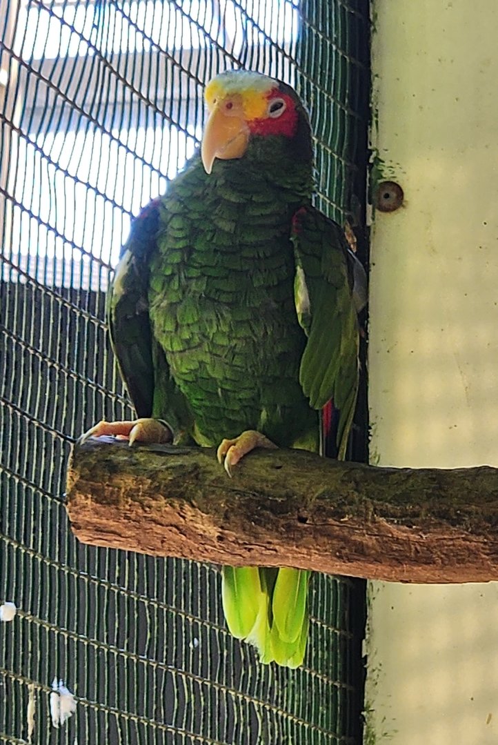 Jungle Island - Yucatan Amazon
