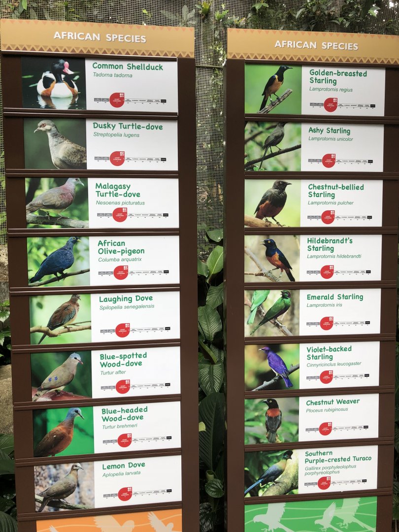 Jungle Jewels - African species