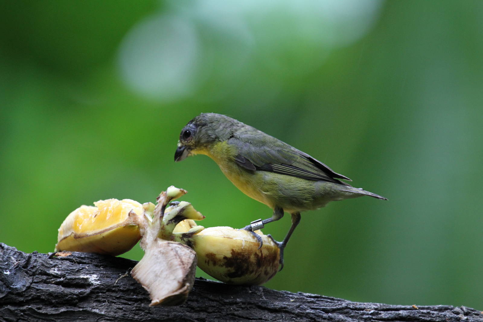 Jungle Jewels Bird ID Please
