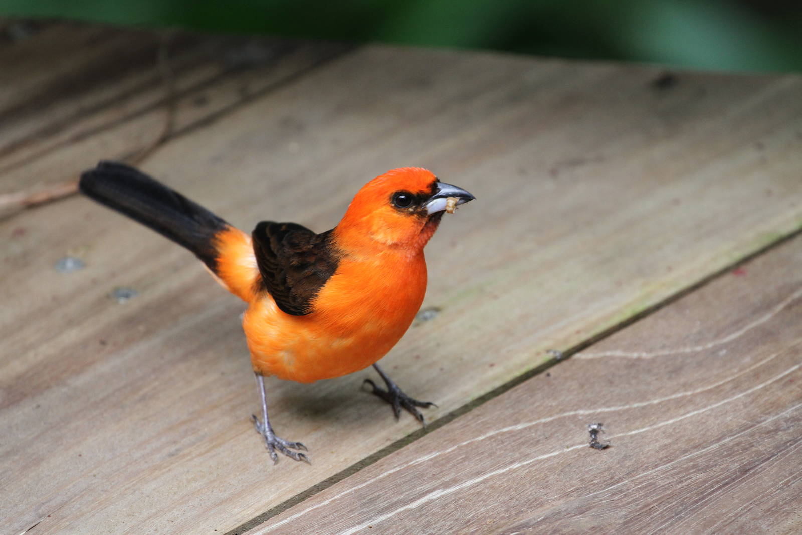 Jungle Jewels Bird ID