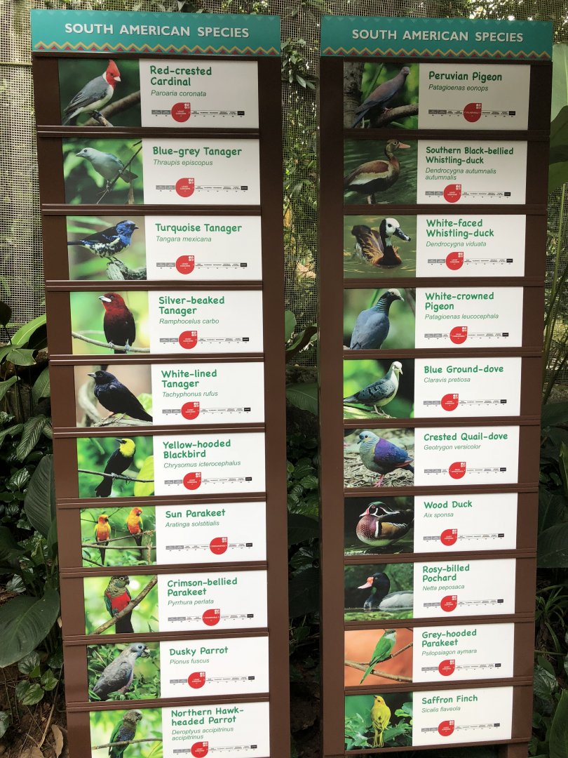 Jungle Jewels - Neotropical species